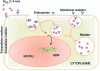 Figure 23 - Cellular internalization, nuclear localization and binding in the large DNA groove of Au55 aggregates.