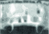 Figure 3 - Stress image of a polysiloxane strip with a cut-off at the bottom. The cut has a C-shape at an average stress of 200%. The level lines correspond to local stresses between 0 and 2.1 MPa, in increments of 0.3 MPa (from ).