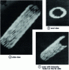 Figure 9 - Three-dimensional NMR image of 1H in palladium wire. The intensity in the image is proportional to the hydrogen content. Lines of increased signal intensity, of the order of 0.1 mm, lie approximately parallel to the conductor axis (from ).