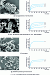 Figure 13 - Electron microscopy of four batches of furosemide and dissolution kinetics of tablets from these four batches in aqueous medium at pH = 4.6.