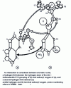 Figure 11 - Chiral recognition model showing the establishment of three concomitant interactions between methyl ( S ) - N - (2 - naphthyl) alaninate and ( S ) - N - (3,5 - dinitrobenzoyl) leucine N - propylamide