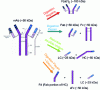 Figure 12 - Structure of monoclonal antibodies and strategies for their characterization by chromatographic methods