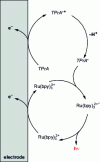 Figure 1 - Reaction diagram showing a mechanistic pathway with direct oxidation of the luminophore ...