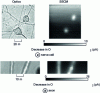 Figure 12 - Neuronal cell images: bright areas are indicative of neuronal bodies and axons, as they reflect low oxygen reduction currents in the vicinity of cells, and therefore high respiratory activity (from [25]).