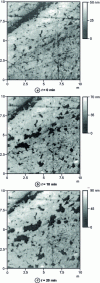 Figure 10 - AFM images obtained in situ in contact mode showing the time evolution of a copper sample polarized at + 30 mV vs. ECS in an aqueous solution containing H2SO4 (0.1 M) (from [19])