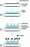 Figure 18 - Main steps in preparing an immunosensor using a quartz crystal resonator, from [48]