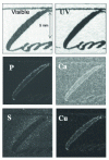 Figure 1 - Visible light, UV (312 nm) and PIXE mapping of a 19th-century manuscript fragment (from [140])