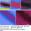 Figure 19 - Nano-SIMS ion image of an orthopyroxene (opx) lamella in a clinopyroxene (cpx) matrix [34].