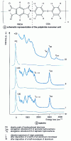 Figure 10 - HREELS electron energy loss spectra measured during the formation of the interface between polyimide and aluminum 