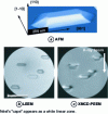 Figure 15 - Self-assembled Fe(001) "dots" observed: (a ) by AFM, (b ) by LEEM and (c ) by XMCD-PEEM [13].