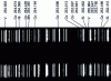 Figure 6 - Graphical qualitative analysis