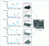 Figure 35 - Sulfide distribution on the surface of a natural sediment grain, determined by confocal Raman mapping