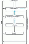 Figure 1 - Pulmonary absorption of aerosols and particles