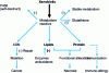 Figure 10 - Toxicity through the formation of reactive metabolites and protective mechanisms ( – )