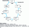 Figure 4 - The cytochrome P450 catalytic cycle