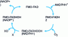 Figure 5 - Catalytic cycle of flavin monooxygenases FMO