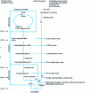 Figure 7 - Schematic diagram of heme biosynthesis. Sites of lead action