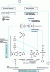 Figure 2 - Diagram of benzene metabolism in humans