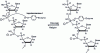 Figure 29 - Mode of action of topoisomerase I