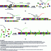 Figure 5 - Representation of the different types of fluorescence used for real-time PCR