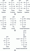 Figure 2 - Linear formulas for bones