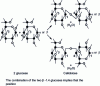 Figure 2 - Cellobiose, the monomer of cellulose (Source: Biology and Multimedia – Université Pierre et Marie Curie)