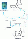 Figure 2 - Aflatoxin contamination of the food chain