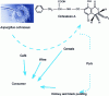 Figure 3 - Ochratoxin A contamination of the food chain