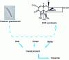 Figure 4 - DON contamination of the food chain