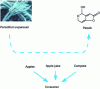 Figure 5 - Patulin contamination of the food chain