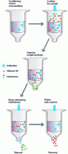 Figure 7 - Extraction and purification of a sample by immunoaffinity chromatography