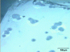 Figure 2 - Germination and growth of the anhydrous phase on the surface of a single crystal of hydrated lithium sulphate [2].