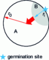 Figure 4 - Cross-section of a spherical particle with a single germ and isotropic growth with internal development