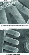 Figure 7 - SEM fabrication detail (© C2RMF, M.-F. Guerra)