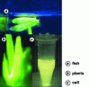 Figure 7 - Biomarker expression in fish, plants and cells