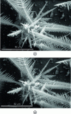 Figure 16 - Example of stereographic views: Ni-Cu dendritic structure (doc. CMTC/INPG)