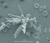 Figure 39 - Observation of a zeolite crystal in an environmental chamber microscope