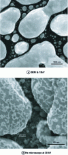 Figure 43 - Secondary electron emission observation of gold particles on carbon