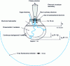 Figure 10 - Spatial dimensions of the various electronic and electromagnetic emission zones. The scales of the various emission zones are not respected at all!