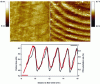 Figure 15 - Top left, topographic image of the doped optical fiber section, right, friction image of the same section. Below, profile extracted from the friction image (red curve) which coincides with the calculation of the doping in percent P/Si substitution (black curve) (source: M. Ramonda – CTM Université de Montpellier).