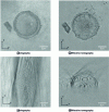 Figure 13 - Comparison of holographic and ToRI tomographic images of a diatom (real part)