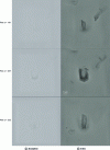 Figure 20 - Zeolite crystals for three observation planes