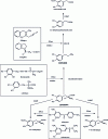 Figure 26 - Main metabolic pathways of levodopa and associated treatments