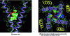 Figure 32 - Binding of nifedipine (DHP) to voltage-gated calcium channels (after [3])