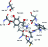 Figure 12 - Interactions of adrenaline with the α1 adrenergic receptor (after [1])