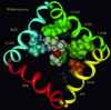 Figure 27 - Interaction of R-mepivacaine with the sodium channel, top view (after [2])