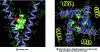 Figure 31 - Binding of nifedipine (DHP) to voltage-gated calcium channels (after [3])