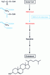 Figure 40 - Main steps in cholesterol biosynthesis