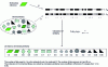 Figure 10 - Calculation of linear fingerprint similarity between a reference molecule and molecules in a chemical library