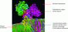 Figure 10 - Alpha helices involved in the insertion
of NADH dehydrogenase from Thermus thermophilus into the bacterial
plasma membrane (PDB-2FUG)